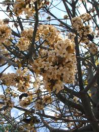 Image result for Brachychiton