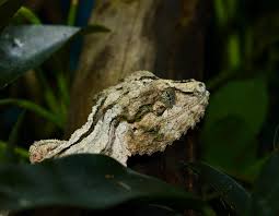 Image result for Urochloa platynota