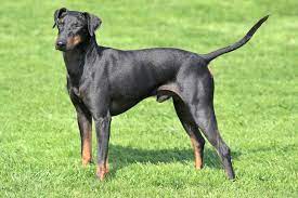 They're part of the terrier group which lends them to be feisty, stubborn, and full of fire. Manchester Terrier Dog Breed Information