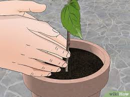 Hibiscus plants grow with terminal flowers; How To Propagate Hibiscus With Pictures Wikihow