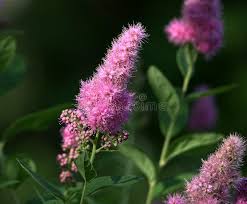 Image result for Spiraea billardii
