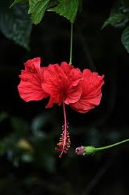 Hibiscus Rosa Sinensis Wikipedia When we eat hibiscus flower in empty. hibiscus rosa sinensis wikipedia