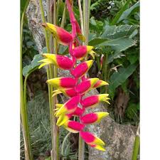 Cara merawat kebun pisang,cara membuang anak pisang,cara mendongkel anak pisang,cara membuang daun pisang,cara. Bunga Pisang Pisang Pisangan Heliconia Minim Order 4 Pohon Shopee Indonesia