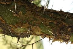 Image result for Acacia kirkii