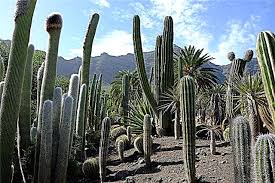 Cacti is a tasty and nutritious succulent that many bugs will have no problem eating. Useful Insects Save Namibia From Cacti News