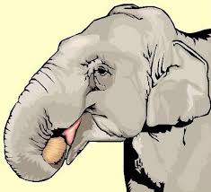 Timespanner: The Prince's Elephant