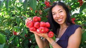 Jambu Wax Apple Update Black King Kong Variety Aka Mountain Rose Water Malay Apple