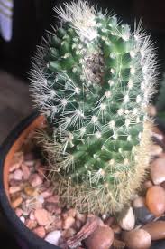 What does an overwatered cactus look like? Is My Cactus Dead Dying Or Still Alive Cactus