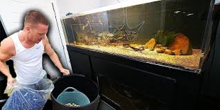Let's shop for aquarium fish!! Large Diy Aquarium Filter For 50 Silentwisher Entertainment