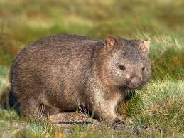 Image result for Common wombat