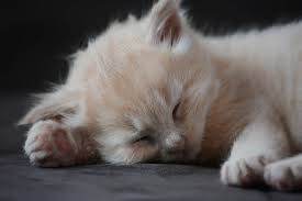 Opps he is forever asleep. How To Hypnotize Someone To Sleep Max Trance