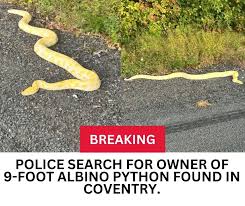 Image result for britney spears python