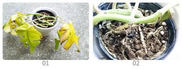 ヒメモンステラの葉が急に黄色になり枯れかけてる これは 暖かい園芸売り場から 寒い屋外で管理へ そして急に部屋へ取り込む という気温差が原因ですね