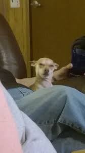 I will never be able to spell chihuahua on my own without the aid of the internet. Chihuahua Dog Reaction Meme