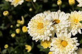 Pokok bunga kekwa (bahasa inggeris: Bunga Kekwa Gambar Unduh Gratis Imej 500645022 Format Jpg My Lovepik Com