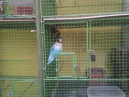 Burung yg digunakan untuk menipu, jalak suren, beo, cucak rowo yg di tawarkan dengan harga murah dibawah harga pasaranbantu share teman teman, biar semua pad. Jua Beli Burung Lovebird Online Lumajang Home Facebook