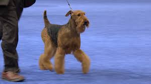 If you are looking for airedale terrier for sale, you've come to the perfect place! Airedale Terrier 2019 National Dog Show Terrier Group Nbc Sports