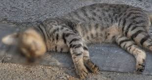 Umumnya cuma menyediakan dalam versus erek erek 4d abjad sendiri serta buku tafsir mimpi 4d bergambar dalam posting tersendiri. 99 Tafsir Mimpi Bunuh Kucing Berdasarkan Islam Dan Primbon Jawa Dunia Teknik