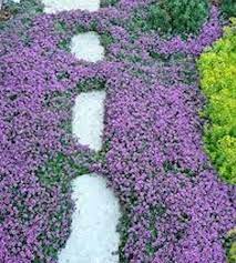 1000 Creeping Thyme Seeds Ground Cover Seeds Thymus Etsy Ground Cover Seeds Landscaping On A Hill Ground Cover Plants