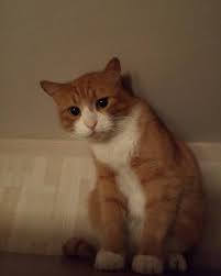 Cute Cats In The World Beautiful Cat Breeds Most Beautiful Cat Breeds Beautiful Cat
