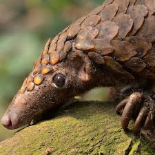 Over the past several years, seizures of scales and of whole pangolins, both live and frozen, have increased. Covid 19 A Blessing For Pangolins Endangered Species The Guardian