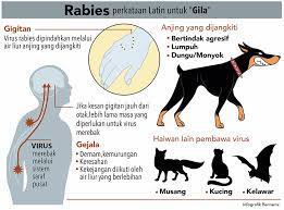 Mengapa sabun cuci tangan lebih efektif membunuh virus atau kuman dibandingkan hand sanitizer? Tanda Rawatan Dan Pencegahan Rabies