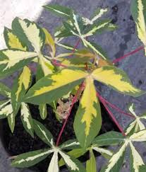 Hari ini projek menanam ubi kayu dalam polibeg telah dilaksanakan. Variegated Leaves Tapioca Sapling Anak Pokok Ubi Kayu Batik Anak Pokok Tanaman Benih Garden Seed Seeds Lazada