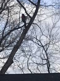 We did not find results for: Noel S Tree Service 2859 Oak Knoll Dr Falls Church Va Tree Services Mapquest