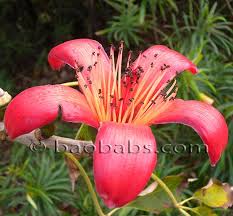 Image result for Bombax