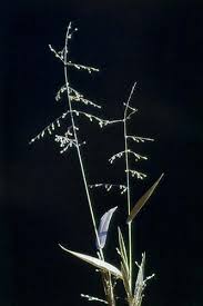 Image result for Urochloa deflexa