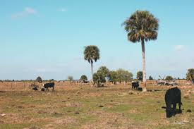 Crystal river preserve state park — iucn category ib (wilderness area) … Best Camping In And Near Kissimmee Prairie Preserve State Park