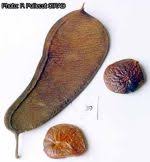 Image result for Gilbertiodendron dewevrei