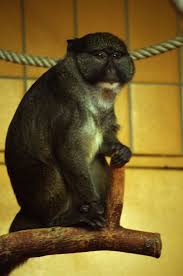 They are often hunted for bushmeat, killed in retaliation for crop raids and captured for the pet trade. Allenopithecus Nigroviridis Allen S Swamp Monkey Image Biolib Cz