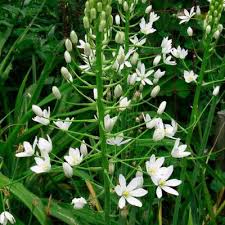 Image result for Ornithogalum pulchrum