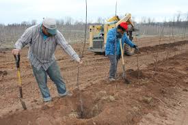 This orchard in the adelaide hills was. It S Fruit Tree Planting Time Weavers Orchard