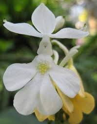 Image result for Calanthe sylvatica