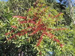 Image result for Englerina muerensis