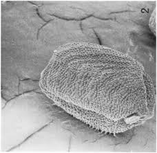 Image result for Eleusine kigeziensis