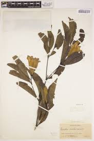 Image result for Rothmannia manganjae