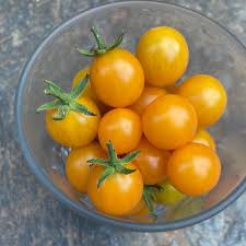 Image result for Solanum goetzei
