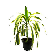 Maybe you would like to learn more about one of these? Buy Cornstalk Dracaena Variegated Dracaena Massangeana Online India At Plantsguru Com