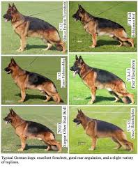 Slope Back Roach Back Gsd Types That Last One Isn T Too Extreme German Shepherd Dogs German Dogs Gsd