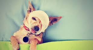 Senior Dog Care Dogs In Old Age Cesar S Way This video is consisting of visual images of funny, playful yet cute dog breeds that can be found. senior dog care dogs in old age