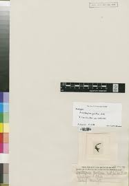 Image result for Dielsiothamnus divaricatus