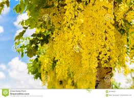 We recommend calling ahead to confirm details. Flor De Oro De La Ducha O Conocido Como El Arbol De Lluvia De Oro Canafistu Imagen De Archivo Imagen De Detalle Fondo 90794603