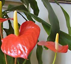 Anthurium Informacion Sobre La Planta Propiedades Y Cultivo