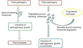 by parts of plant flowchart brainly in