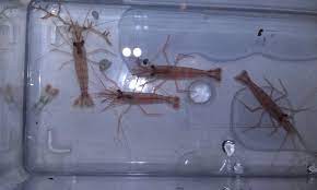 Currently i have 2 camel shrimp and 1 peppermint shrimp. Peppermint Or Camelback Shrimp Reef2reef Saltwater And Reef Aquarium Forum