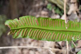 Image result for Asplenium abyssinicum