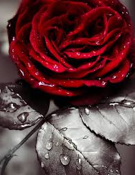 Black And White Photography With Red Color Splash Rosa Roja Color Splash Photography Red Roses Red Pictures